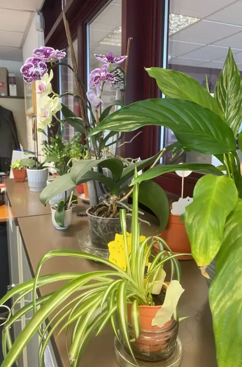 Investing in Office Plants
