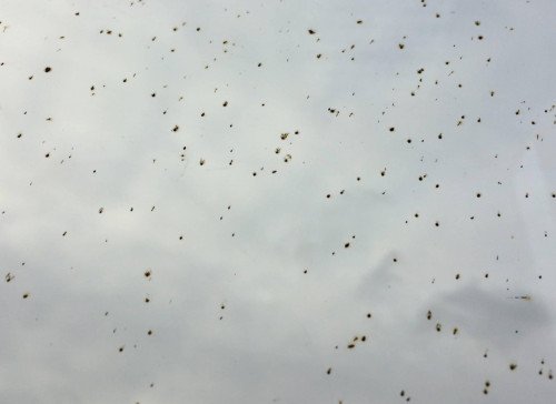 Grinder/Weld Spatter